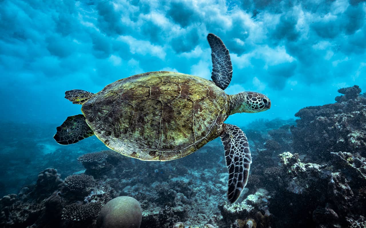 Second Horizontal Items