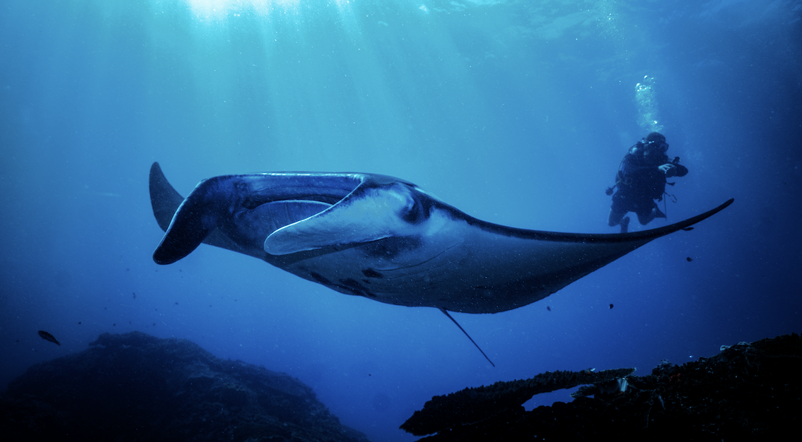 Daily Fun Diving Trips