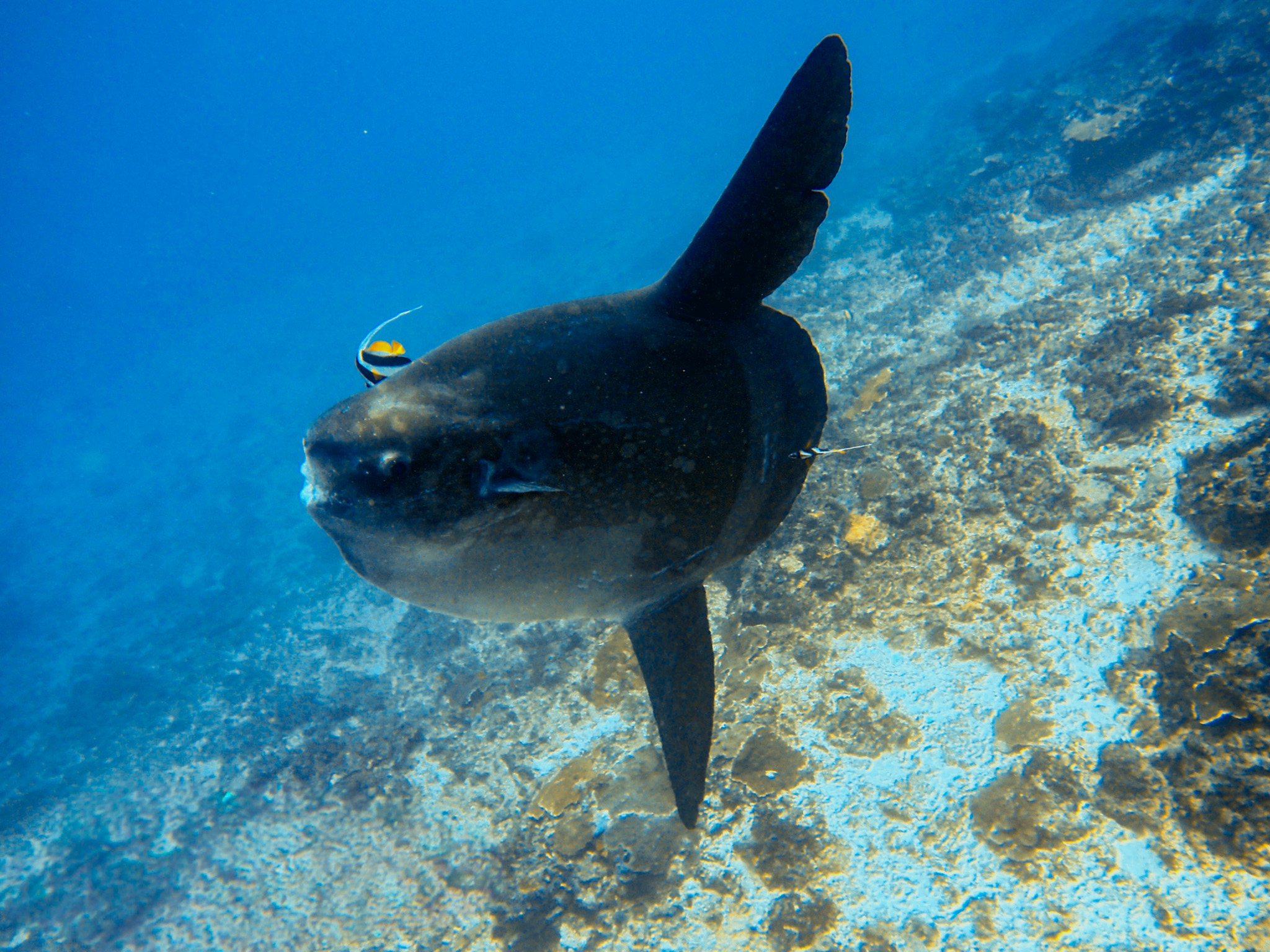 Day Trip 3 boat dives