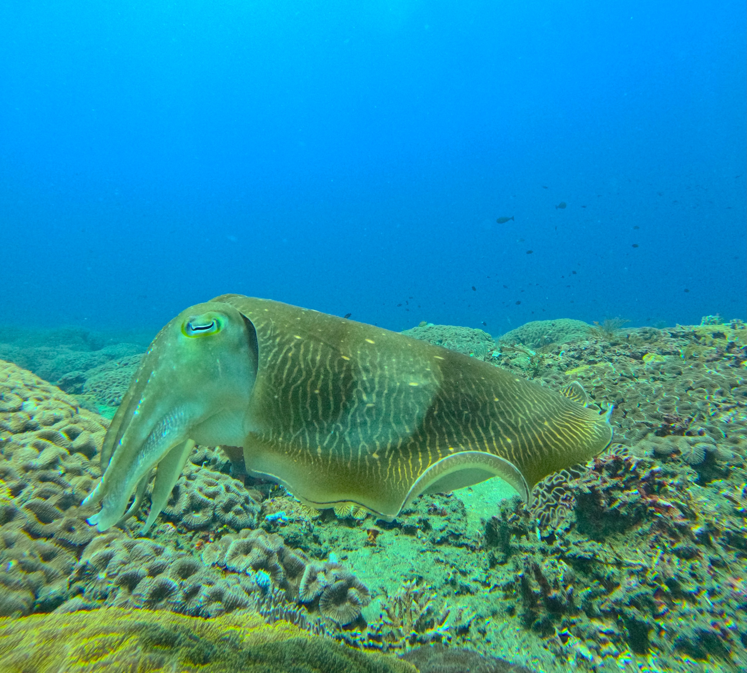 Dive sites in Padang Bai
